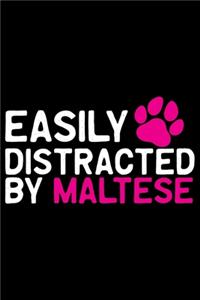 Easily Distracted by Maltese