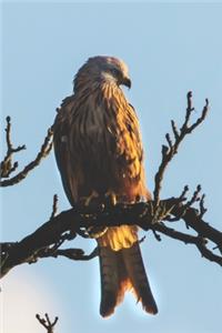 Red Kite Perched in a Tree Journal