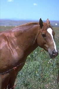 2020 Weekly Planner Horse Photo Equine Horse Pasture Scene 134 Pages