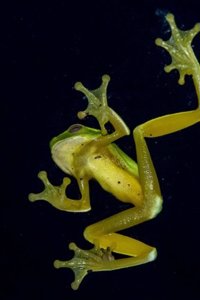 Green Tree Frog on a Window Journal