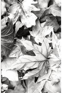 The Botanical Collection