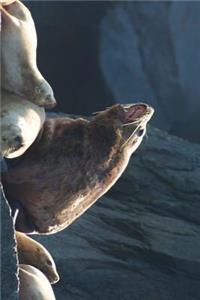Stellar Sea Lion Bull in Alaska Journal