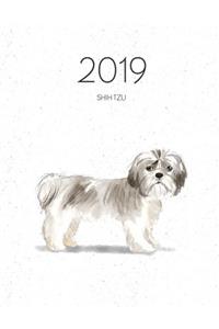 2019 Shih Tzu
