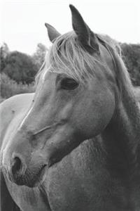 Wild Horse in Pasture Diary