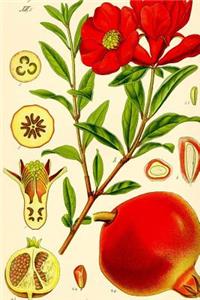 Punica Granatum Pomegranate Otto Wilhelm Thome Journal