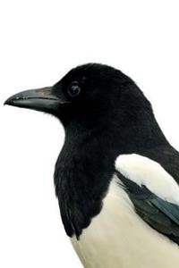 Magpie Bird Notebook & Journal. Productivity Work Planner & Idea Notepad