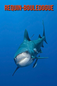 Requin-Bouledogue