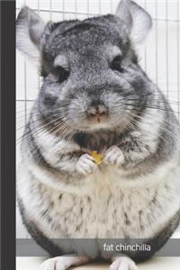 fat chinchilla