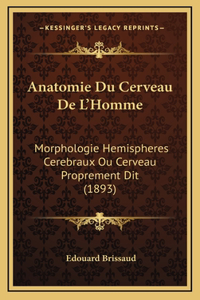 Anatomie Du Cerveau De L'Homme