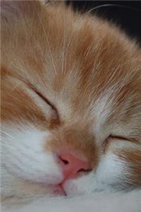 A Napping Maine Coon Kitten Portrait Journal