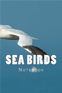Sea Birds