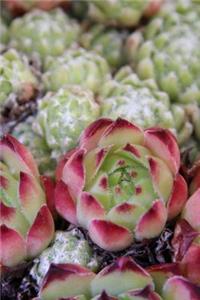 Beautiful Red Artichokes at the Farmer's Market Journal