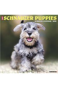 Just Schnauzer Puppies 2020 Wall Calendar (Dog Breed Calendar)
