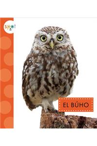 El Buho (Owls)