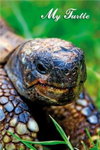 My Turtle