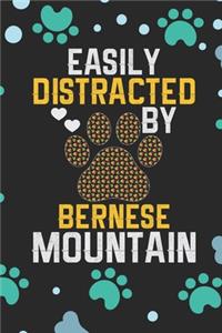 Easily Distracted by Bernese Mountain
