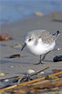 Sanderling Bird Journal (Calidris Alba)