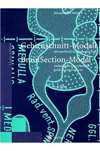 Gehirnschnitt-Modell/Brain Section Model: Mit Ausfa1/4hrlicher Bauanleitung / Including a Comprehensive Guide to Construction