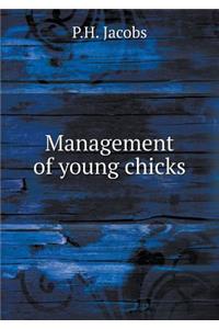 Management of young chicks