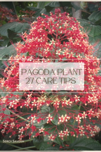 Pagoda Plant 27 Care Tips