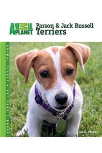 Parson & Jack Russell Terriers
