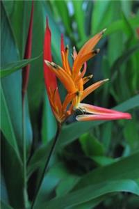 Beautiful Bird of Paradise Flower Journal