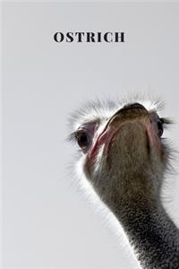 Ostrich