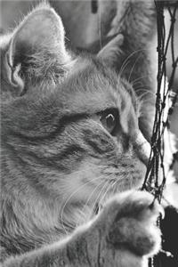 The Curious Cat Gardening Journal