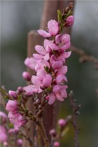 Delaware State Flower - Peach Blossom Journal