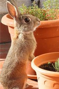 A Brown Bunny with Terracotta Pots Journal: 150 page lined notebook/diary