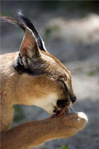 Regal Caracal Wild Cat Portrait Journal