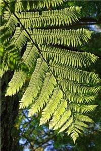 A Bright Green Fern Leaf in the Forest Botanical Journal