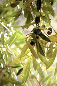 Olive Tree Leaves Journal