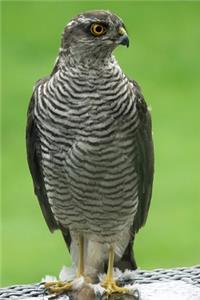 Eurasian Sparrowhawk Bird Journal