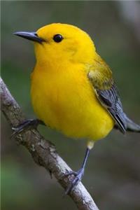Prothonotary Warbler (Protonotaria Citrea) Bird Journal