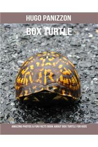 Box Turtle