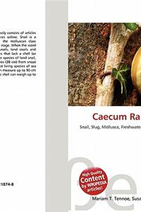 Caecum Rapanuiense