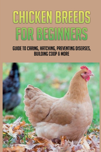 Chicken Breeds For Beginners