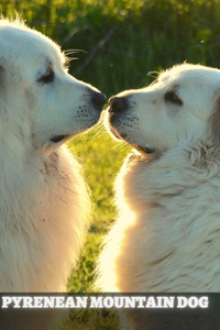 Pyrenean Mountain Dog