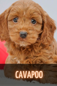 Cavapoo