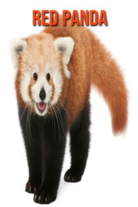 Red Panda