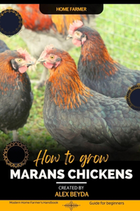 Marans Chickens