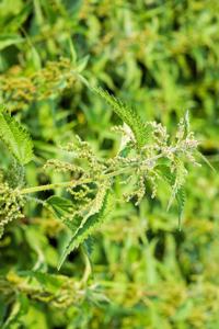 Ouch it's Stinging Nettle Journal