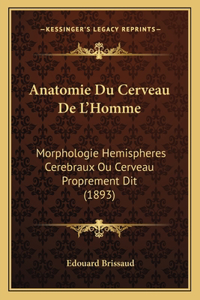 Anatomie Du Cerveau De L'Homme