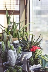 Cacti in Containers Succulent Journal