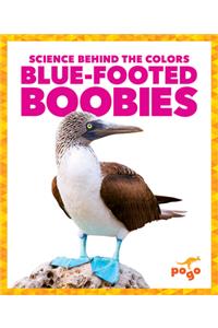 Blue-Footed Boobies