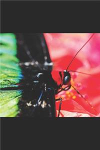 Schmetterling