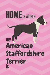 Home is where my American Staffordshire Terrier is