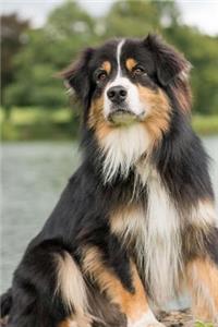 Australian Shepherd at the Lake Journal