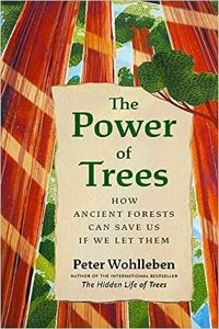 The Power of Trees: How Ancient Forests Can Save Us if We Let Them
